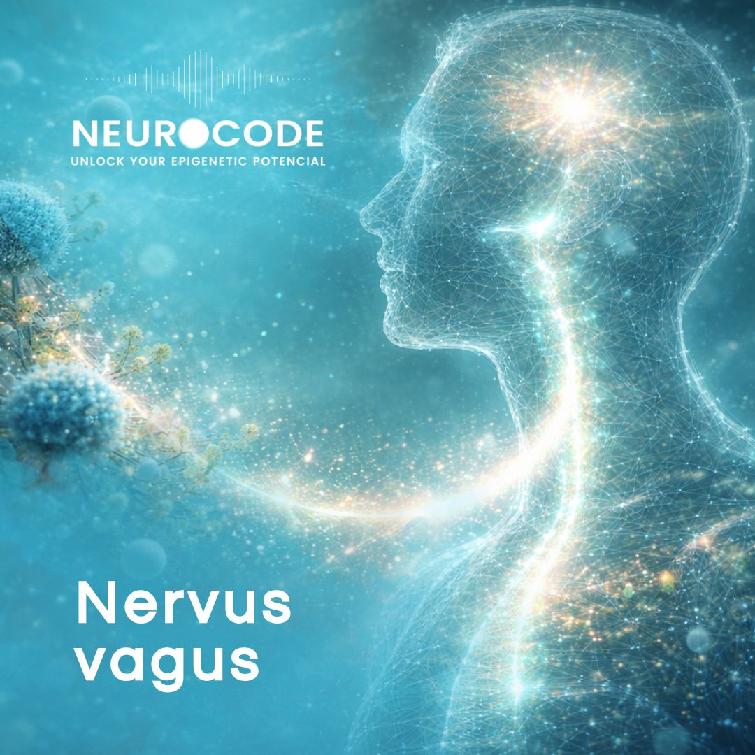Nervus vagus